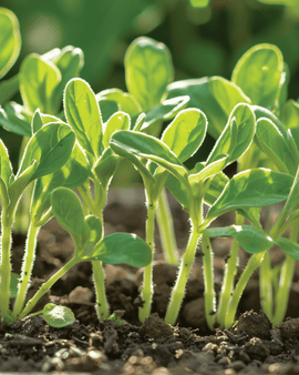 Bernagie zaden Borago Officinalis microgroenten eenjarig kruid