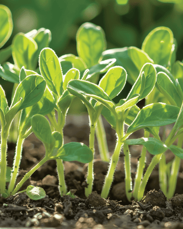 Bernagie Microgreens zaden (Borago officinalis) – eenjarige microgreens