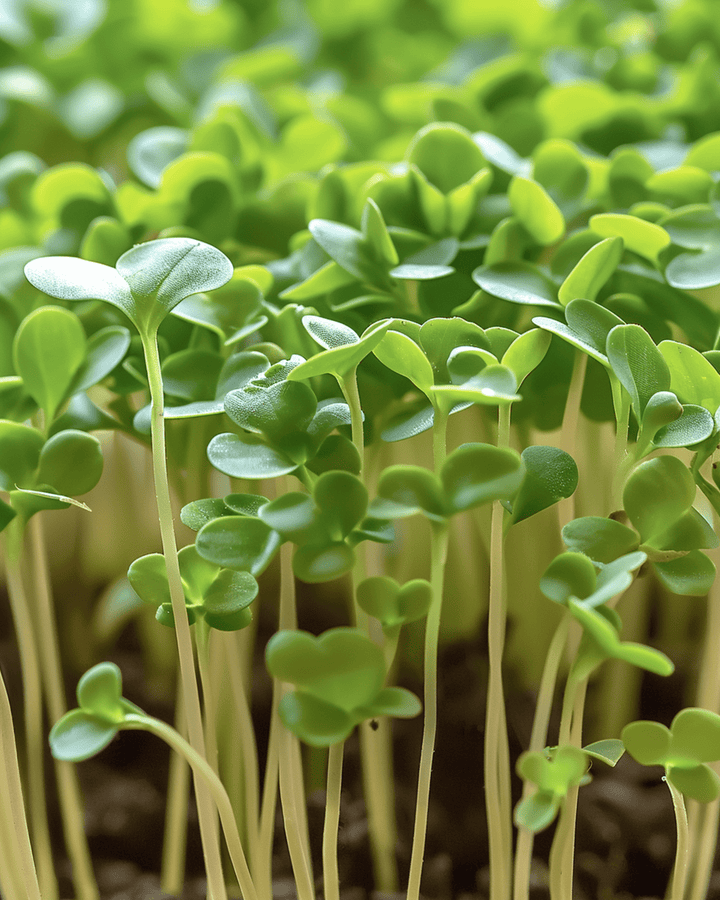 Tuinkers Microgreens zaden (Lepidium sativum) – eenjarige microgreens