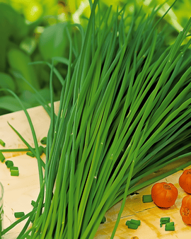 Chinese bieslook zaden Allium Tuberosum vaste plant kruid