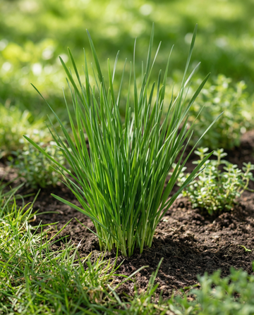 Chinese bieslook (Allium tuberosum) – meerjarige kruidenzaden van SeedsChoice