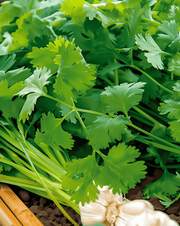 Koriander Cilantro zaden (Coriandrum sativum) – eenjarig kruid