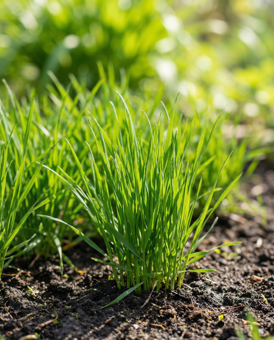 Kattengras (Hordeum vulgare) – eenjarige graszaden van SeedsChoice