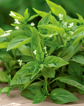 Citroenbasilicum zaden Ocimum Basilicum eenjarig kruid citrusaroma