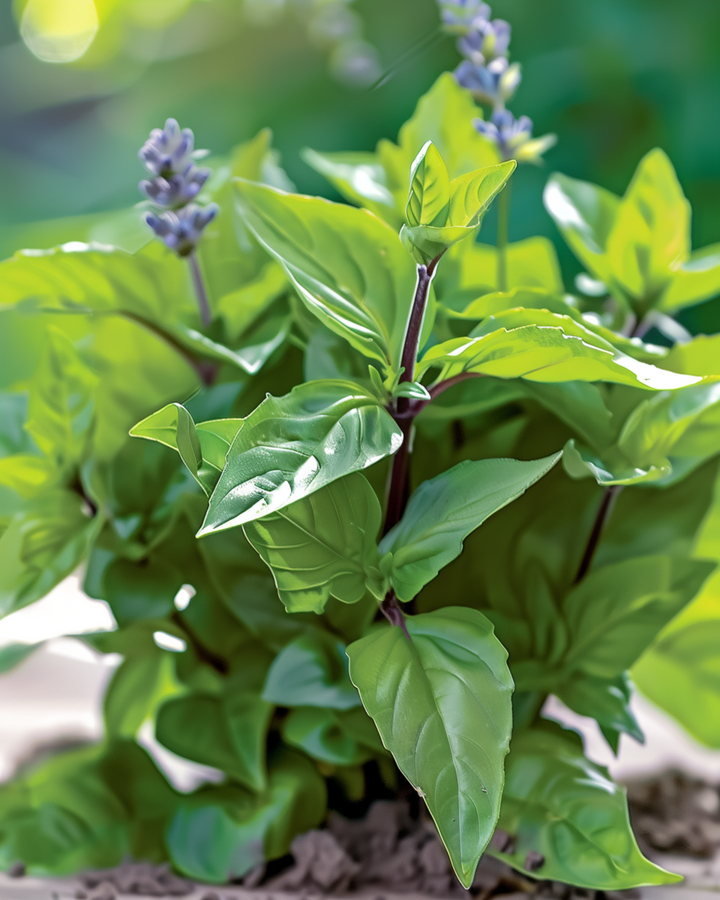 Kaneelbasilicum Aromatisch Blad zaden (Ocimum basilicum) – eenjarig kruid