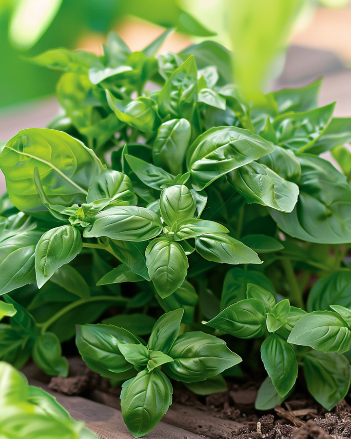 Basil Bascuro Greek zaden (Ocimum basilicum) – eenjarig