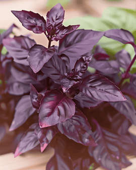 Basilicum Dark Opal zaden Ocimum Basilicum eenjarig kruid paars blad