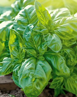 Napolitano basilicum zaden Ocimum Basilicum eenjarig slabladig