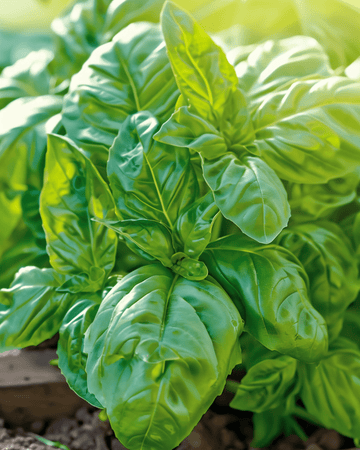 Napolitano basilicum grote bladeren zaden (Ocimum basilicum) – eenjarige groente