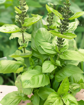 Blue Spice basilicum zaden Ocimum Basilicum eenjarig kruid