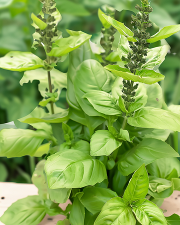 Blue Spice Basil zaden (Ocimum basilicum) – eenjarig kruid