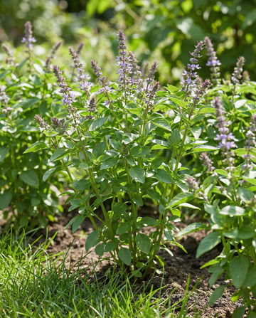 Blue Spice Basil (Ocimum basilicum) – eenjarige kruidenzaden van SeedsChoice