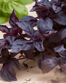 Purple Ruffles basilicum zaden Ocimum Basilicum eenjarig kruid