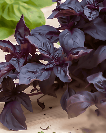 Purple Ruffles basilicum zaden (Ocimum basilicum) – eenjarig kruid