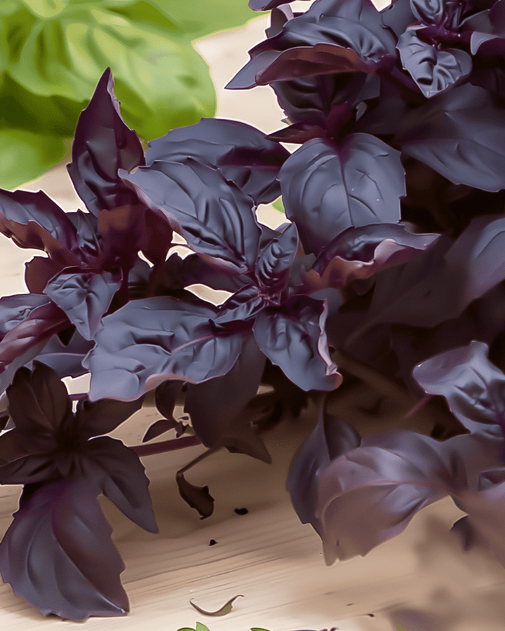 Purple Ruffles basilicum zaden (Ocimum basilicum) – eenjarig kruid