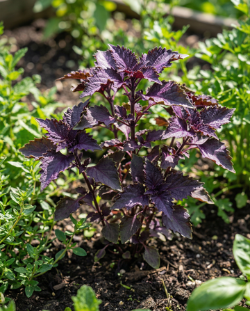 Purple Ruffles basilicum (Ocimum basilicum) – eenjarige kruidenzaden van SeedsChoice