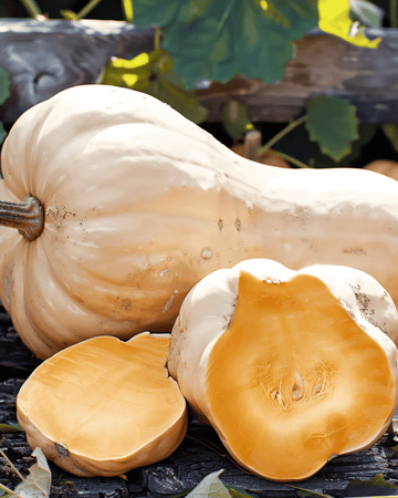 Pompoen Waltham Butternut zaden (Cucurbita moschata) – eenjarige groente
