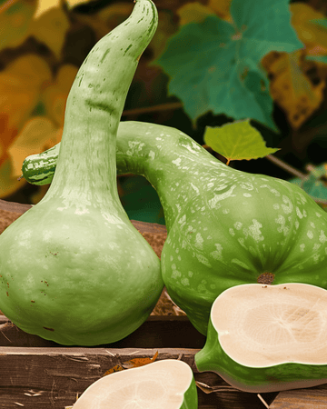 Birdhouse Bottle Gourd Climber zaden (Lagenaria siceraria) – eenjarige klimplant