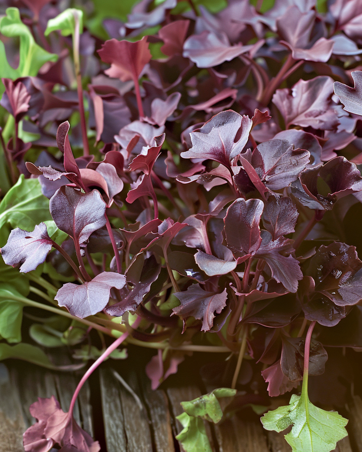 Mosterd Red Frills microgreens zaden (Brassica juncea) – eenjarige microgreens