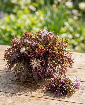 Mosterd Red Frills microgreens (Brassica juncea) – eenjarige microgreens zaden van SeedsChoice