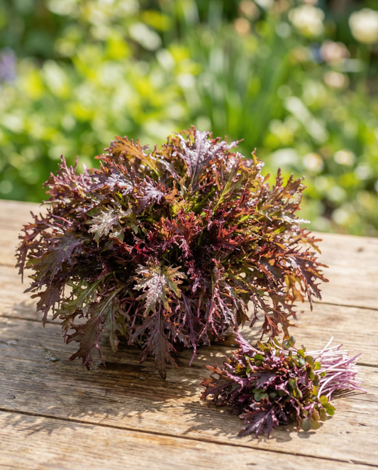 Mosterd Red Frills microgreens (Brassica juncea) – eenjarige microgreens zaden van SeedsChoice