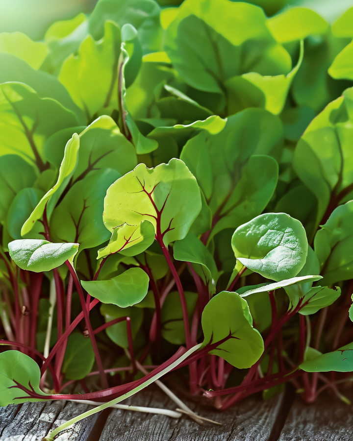Red Veined Sorrel Microgreens zaden (Rumex sanguineus) – eenjarige microgreens