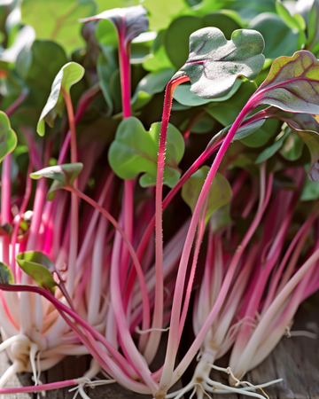 Radijs Daikon Red Microgreens zaden (Raphanus sativus) – eenjarige microgreens
