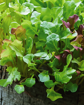 Slamengselzaden Lactuca Sativa eenjarig microgroenten babyleaf-mix
