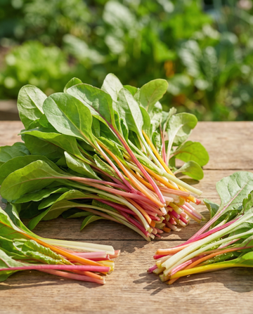 Snijbiet Rainbow Mixture Microgreens (Beta vulgaris) – eenjarige microgreens zaden van SeedsChoice