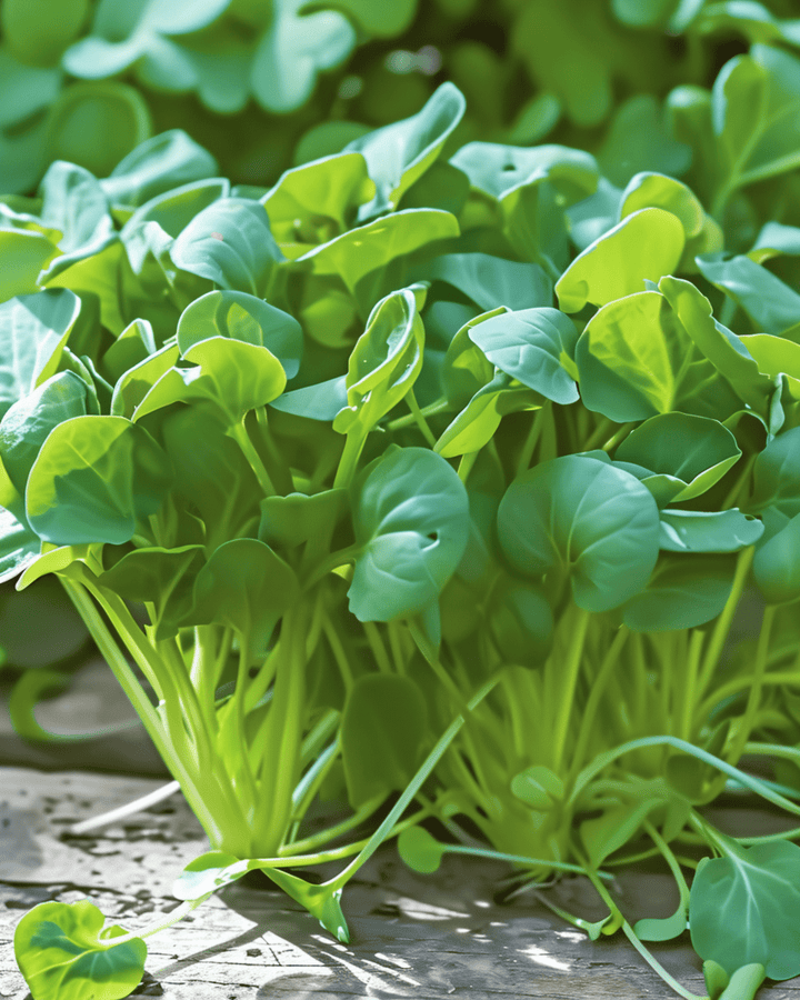 Tatsoi Microgreens zaden (Brassica rapa) – eenjarige microgreens