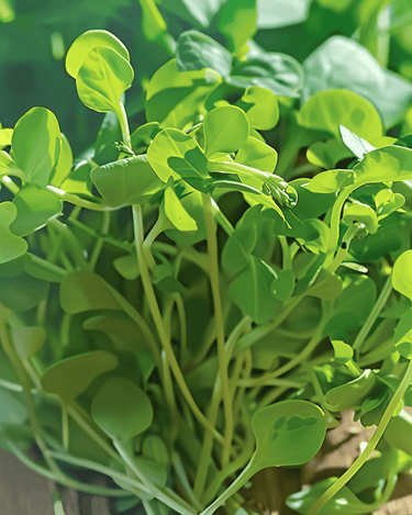 Pea Shoots Microgreens seeds (Pisum sativum) – annual microgreens