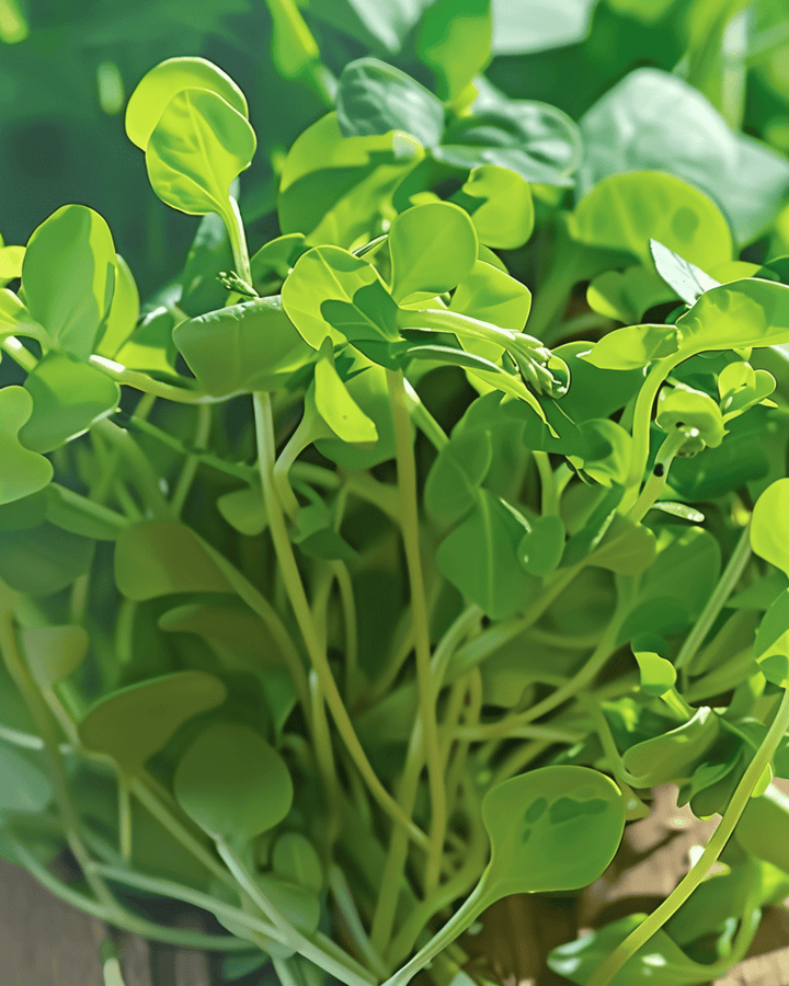 Erwtenscheuten Microgreens zaden (Pisum sativum) – eenjarige microgreens