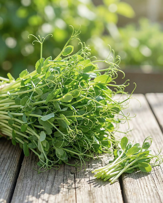 Erwtenscneuten Microgreens (Pisum sativum) – eenjarige microgreens zaden van SeedsChoice