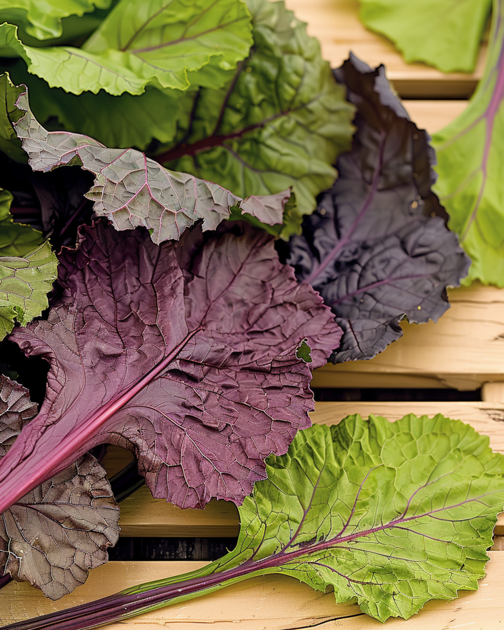 Amsoi Red zaden (Brassica juncea) – eenjarige groente