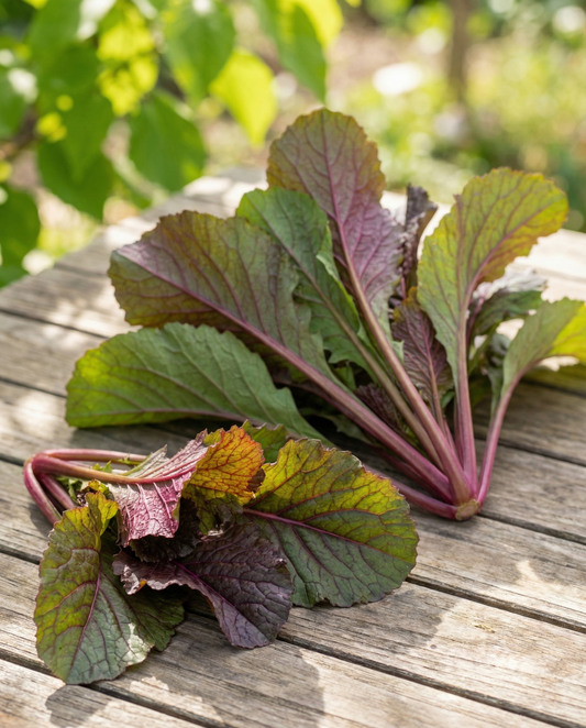 Amsoi Red (Brassica juncea) – eenjarige groentezaden van SeedsChoice
