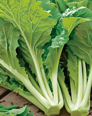 Amsoi zaden (Brassica juncea) – eenjarige groente