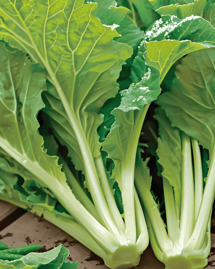 Amsoi zaden (Brassica juncea) – eenjarige groente