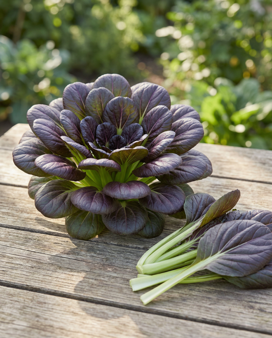Red Tatsoi (Brassica rapa) – groentezaden van SeedsChoice