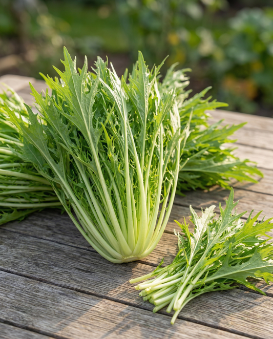 Mizuna (Brassica rapa) – groentezaden van SeedsChoice