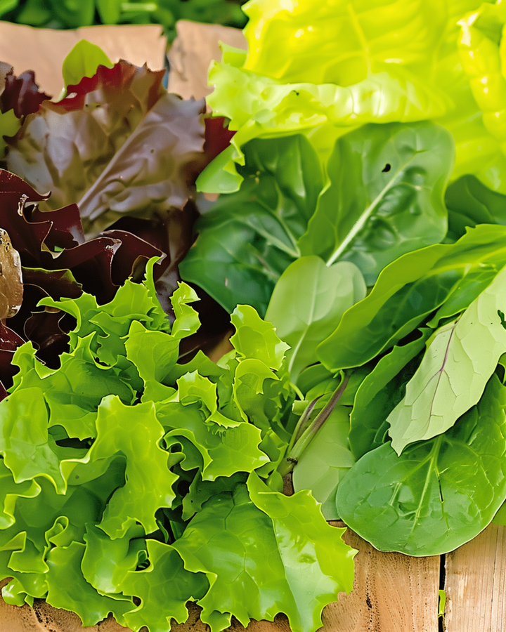 Baby Leaf Salad Oriental zaden (Lactuca sativa) – eenjarige mix