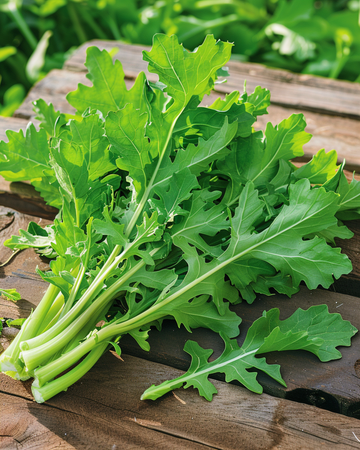 Witlof Spadona zaden (Cichorium intybus) – eenjarige groente