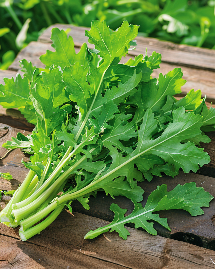 Witlof Spadona zaden (Cichorium intybus) – eenjarige groente