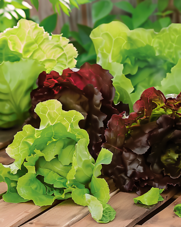 Cos sla Mix Red Green Mini Romaine zaden (Lactuca sativa) – eenjarige groente