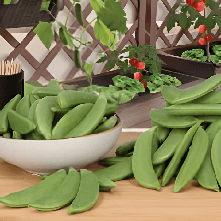 Suikererwt Delikett zaden (Pisum sativum) – eenjarige groente