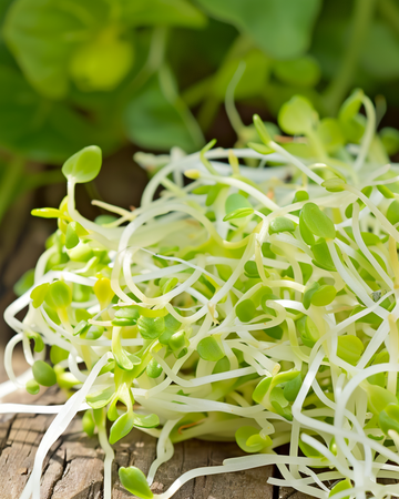 Alfalfa Sprouting Microgreens zaden (Medicago sativa) – biologische eenjarige kiemzaden