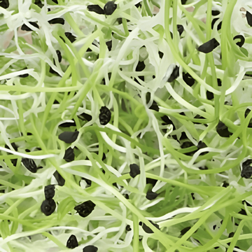 Prei Sprouting zaden (Allium porrum) – biologische eenjarige kiemzaden