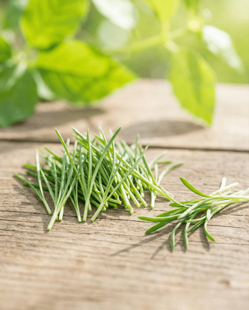 Prei Sprouting (Allium porrum) – biologische eenjarige kiemzaden van SeedsChoice
