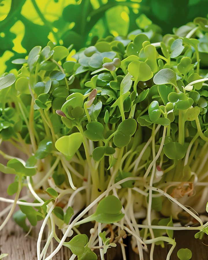 Broccoli Sprouting zaden (Brassica oleracea) – biologische eenjarige kiemzaden