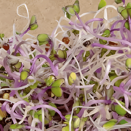 Koolrabi-kiemzaden biologisch Brassica Oleracea eenjarig paars ras