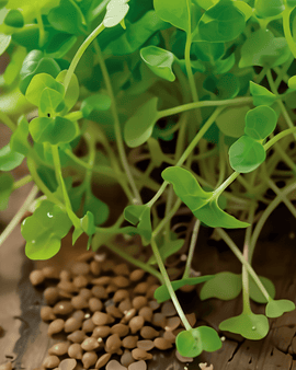 Rucola-kiemzaden biologisch Eruca Sativa eenjarig